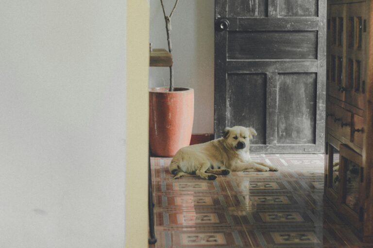 Adorable Labrador resting by a wooden door inside a cozy home, highlighting calm and comfort.